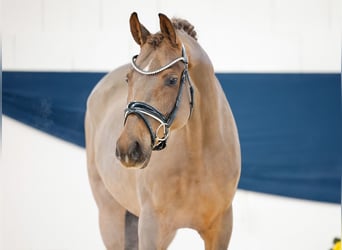 German Riding Pony, Mare, 4 years, 14,2 hh, Chestnut