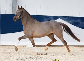 German Riding Pony, Mare, 4 years, 14,2 hh, Chestnut