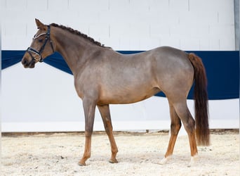 German Riding Pony, Mare, 4 years, 14,2 hh, Chestnut