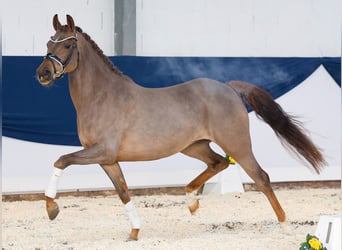 German Riding Pony, Mare, 4 years, 14,2 hh, Chestnut