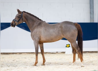 German Riding Pony, Mare, 4 years, 14,2 hh, Chestnut