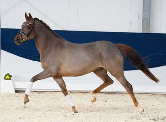 German Riding Pony, Mare, 4 years, 14,2 hh, Chestnut