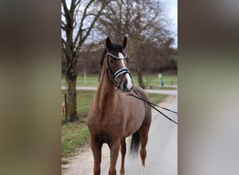 German Riding Pony, Mare, 4 years, 14.2 hh, Chestnut