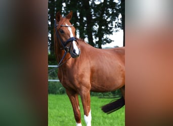 German Riding Pony, Mare, 4 years, 14.2 hh, Chestnut-Red