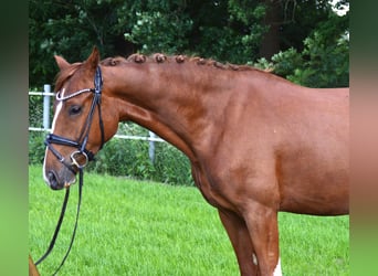 German Riding Pony, Mare, 4 years, 14.2 hh, Chestnut-Red