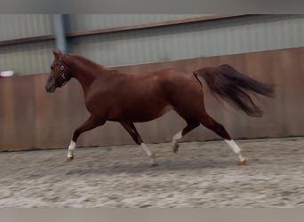 German Riding Pony, Mare, 4 years, 14,2 hh, Chestnut-Red