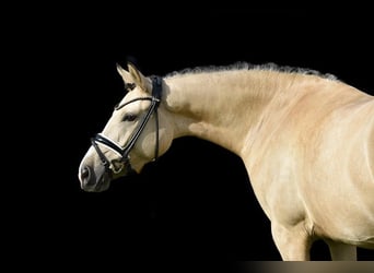 German Riding Pony, Mare, 4 years, 14.2 hh, Dun