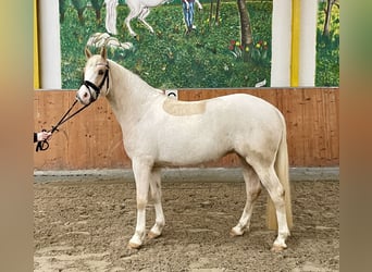 German Riding Pony, Mare, 4 years, 14.2 hh, Palomino