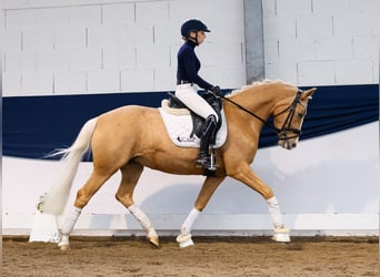 German Riding Pony, Mare, 4 years, 14.2 hh, Palomino