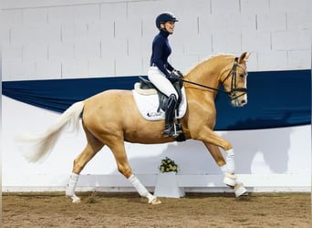 German Riding Pony, Mare, 4 years, 14.2 hh, Palomino