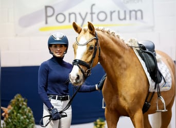 German Riding Pony, Mare, 4 years, 14.2 hh, Palomino