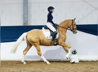 German Riding Pony, Mare, 4 years, 14.2 hh, Palomino