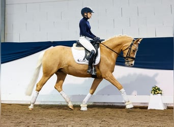 German Riding Pony, Mare, 4 years, 14.2 hh, Palomino