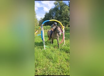 German Riding Pony Mix, Mare, 4 years, 14,3 hh, Gray-Red-Tan