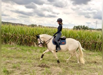 German Riding Pony, Mare, 4 years, 14.3 hh, Perlino