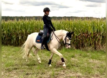 German Riding Pony, Mare, 4 years, 14.3 hh, Perlino
