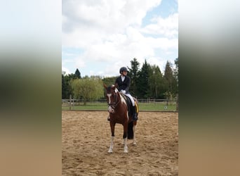 German Riding Pony Mix, Mare, 4 years, 14.3 hh, Pinto