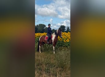 German Riding Pony Mix, Mare, 4 years, 14.3 hh, Pinto