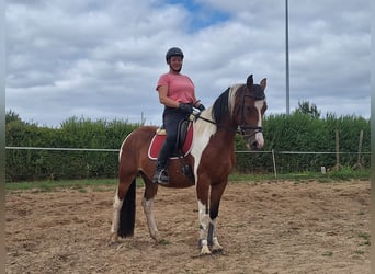 German Riding Pony Mix, Mare, 4 years, 14.3 hh, Pinto