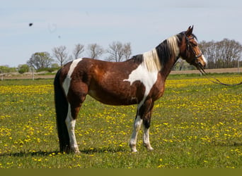 German Riding Pony Mix, Mare, 4 years, 14.3 hh, Pinto