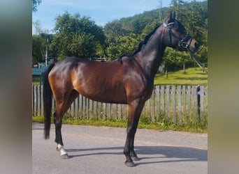German Riding Pony Mix, Mare, 4 years, 14.3 hh, Smoky-Black