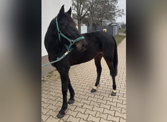 German Riding Pony, Mare, 4 years, 14 hh, Bay-Dark
