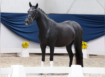German Riding Pony, Mare, 4 years, 14 hh, Black