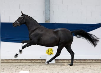 German Riding Pony, Mare, 4 years, 14 hh, Black
