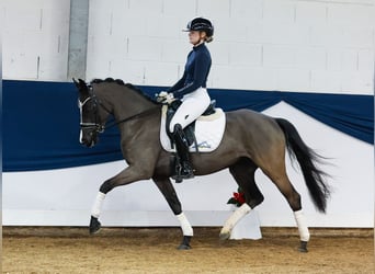 German Riding Pony, Mare, 4 years, 14 hh, Black