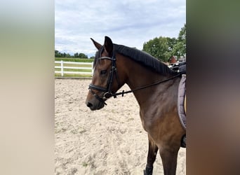 German Riding Pony, Mare, 4 years, 14 hh, Brown