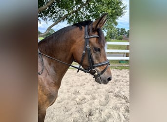 German Riding Pony, Mare, 4 years, 14 hh, Brown