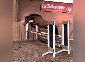 German Riding Pony, Mare, 4 years, 14 hh, Brown