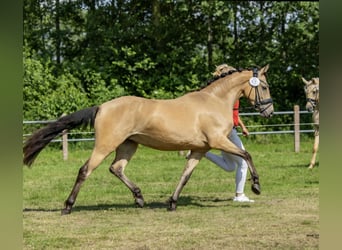 German Riding Pony, Mare, 4 years, 14 hh, Buckskin