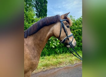 German Riding Pony, Mare, 4 years, 14 hh, Buckskin