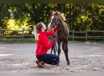German Riding Pony, Mare, 4 years, 14 hh, Can be white