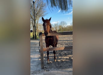 German Riding Pony, Mare, 4 years, 14 hh, Chestnut-Red