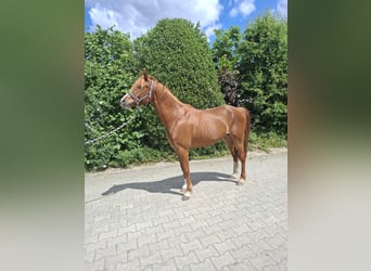 German Riding Pony, Mare, 4 years, 14 hh, Chestnut-Red