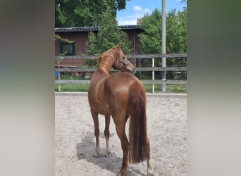 German Riding Pony, Mare, 4 years, 14 hh, Chestnut-Red