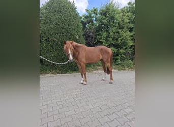 German Riding Pony, Mare, 4 years, 14 hh, Chestnut-Red