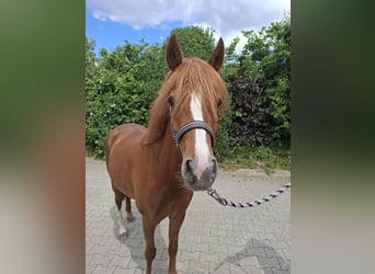 German Riding Pony, Mare, 4 years, 14 hh, Chestnut-Red