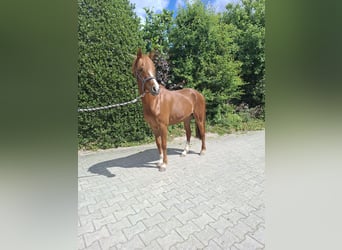 German Riding Pony, Mare, 4 years, 14 hh, Chestnut-Red