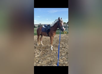 German Riding Pony, Mare, 4 years, 14 hh, Chestnut-Red
