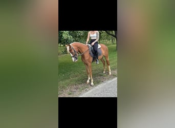 German Riding Pony, Mare, 4 years, 14 hh, Chestnut-Red