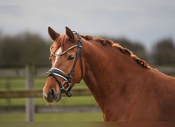 German Riding Pony, Mare, 4 years, 14 hh, Chestnut-Red