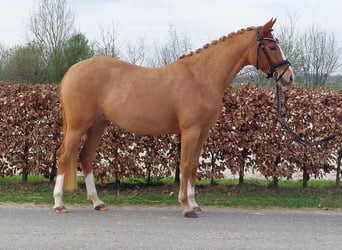 German Riding Pony, Mare, 4 years, 14 hh, Chestnut-Red