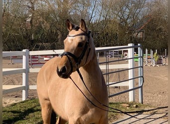 German Riding Pony, Mare, 4 years, 14 hh, Dun