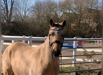 German Riding Pony, Mare, 4 years, 14 hh, Dun