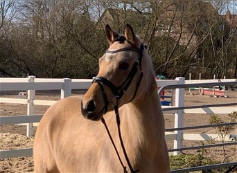 German Riding Pony, Mare, 4 years, 14 hh, Dun