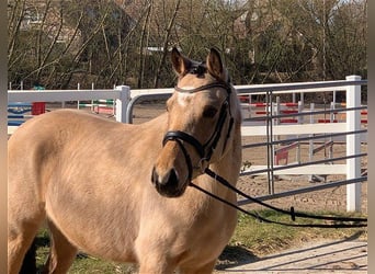 German Riding Pony, Mare, 4 years, 14 hh, Dun