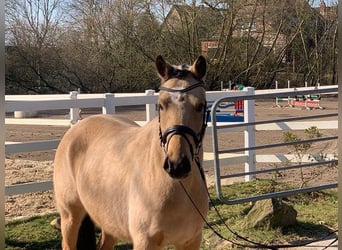 German Riding Pony, Mare, 4 years, 14 hh, Dun